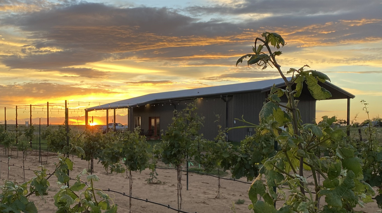 Bolen Vineyards Winery and Winegrape Vineyard in Lubbock, Texas Area